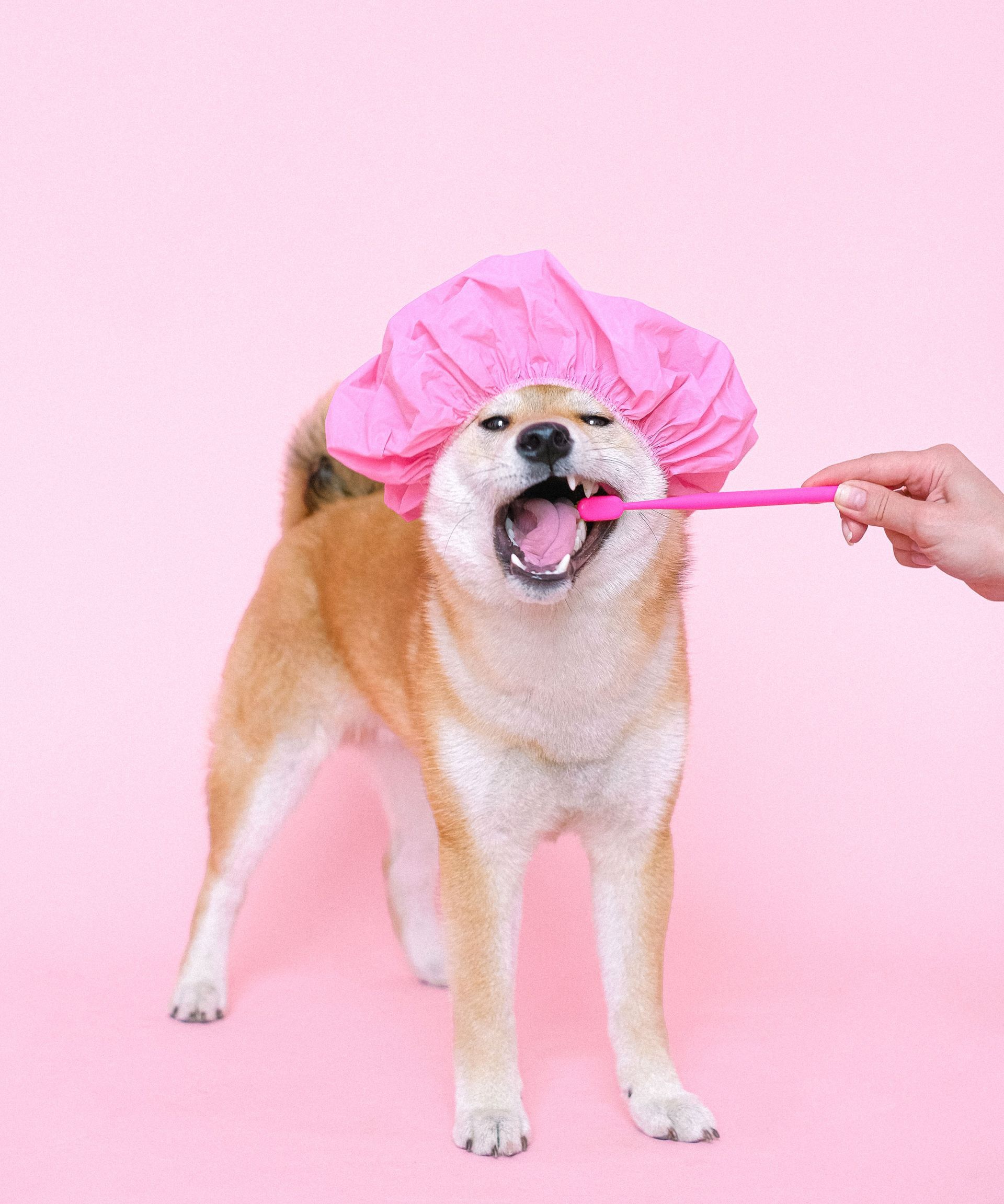 Cute Shiba Inu in a pink shower cap getting teeth brushed, humor and pet care concept.