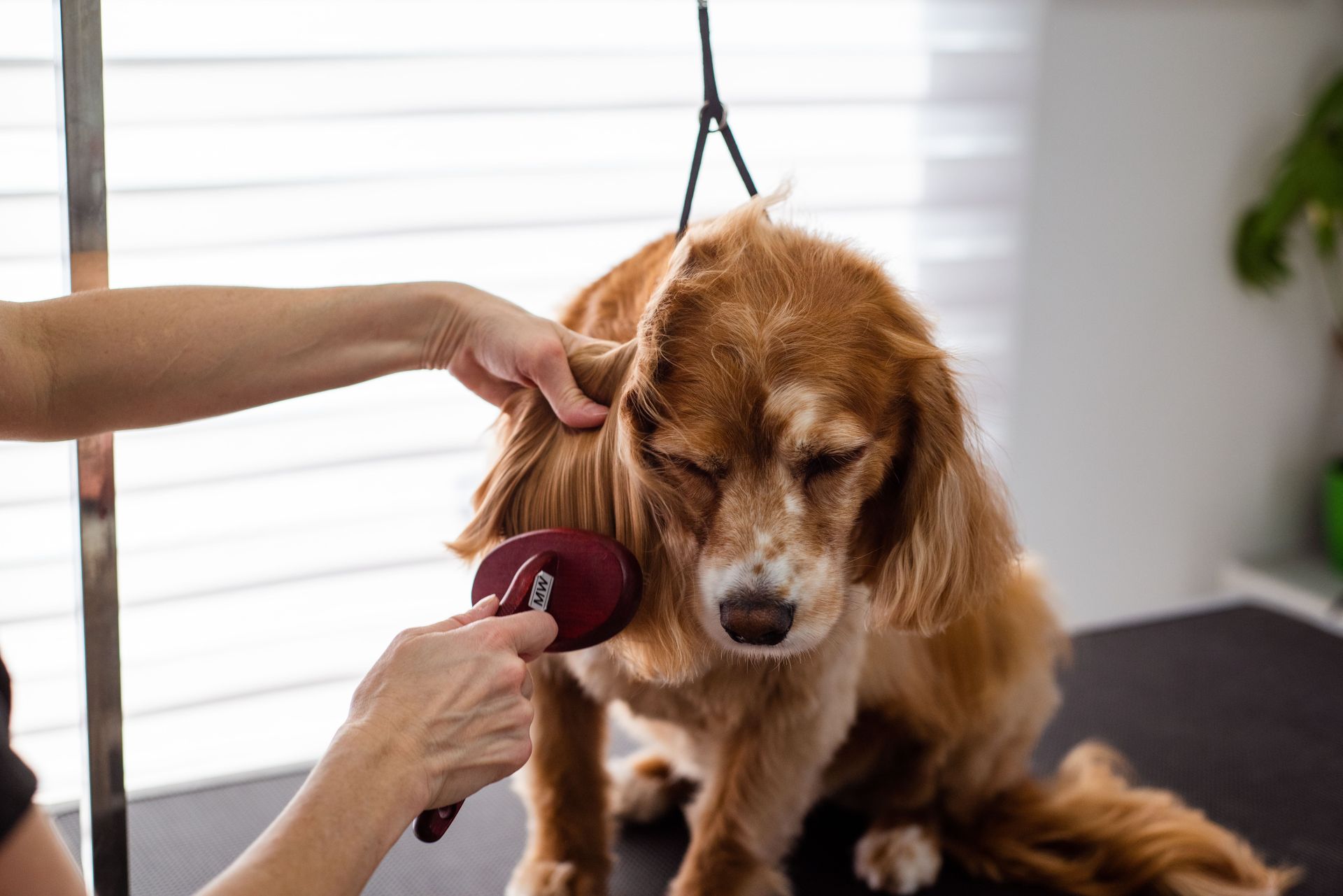 A close-up of a Cocker Spaniel receiving grooming care indoors.